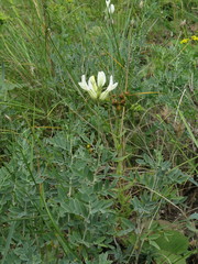 Astragalus albicaulis