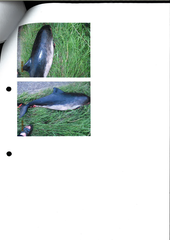 Phocoena phocoena phocoena