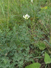 Astragalus albicaulis
