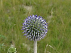 Echinops ritro ruthenicus