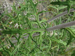 Echinops ritro ruthenicus