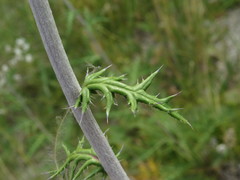 Echinops ritro ruthenicus