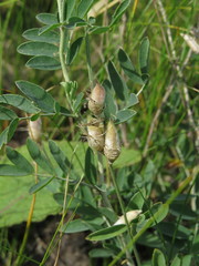 Astragalus albicaulis