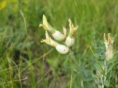 Astragalus albicaulis