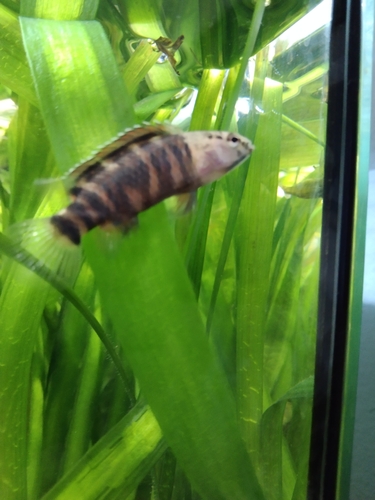 Kyar-kameleonvis (Badis kyar) — Badidae