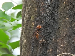 Vespa crabro flavofasciata