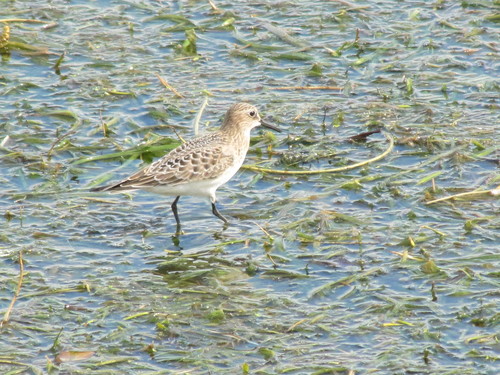 Correlimos de Baird (Calidris bairdii)
