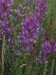 Astragalus varius