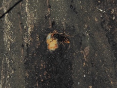 Vespa crabro flavofasciata