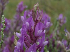 Astragalus varius