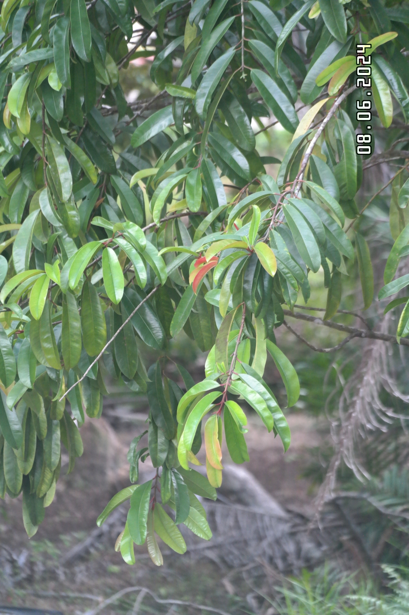Imagem de Asam-gelugur