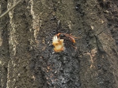 Vespa crabro flavofasciata