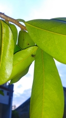 Cosmophasis thalassina