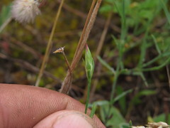 Dianthus campestris