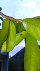 Cosmophasis thalassina