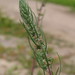 Bassia laniflora - Photo (c) Евгений Скляр, algunos derechos reservados (CC BY-NC), subido por Евгений Скляр