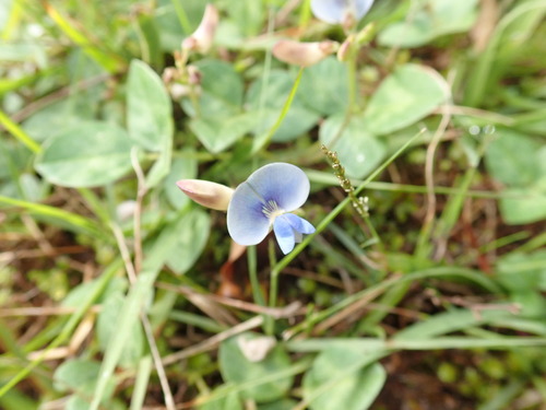 Image of Vigna parkeri by no rights reserved