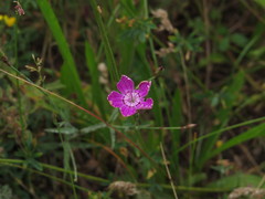 Dianthus campestris