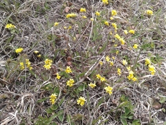 Draba sibirica