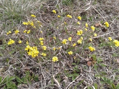 Draba sibirica