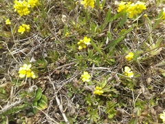Draba sibirica