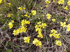 Draba sibirica