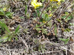 Draba sibirica