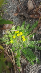 Euphorbia flanaganii