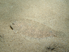 Arnoglossus