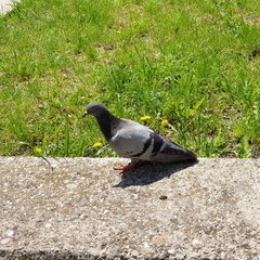Columba livia domestica