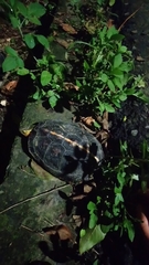 Cuora flavomarginata