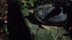 Cuora flavomarginata