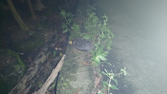 Cuora flavomarginata