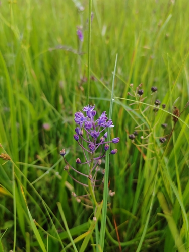 Image of Meadow Squill (Scilla litardierei) by (c) Ljaž, some rights reserved (CC BY)