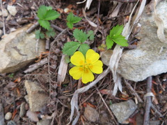 Potentilla rosulifera