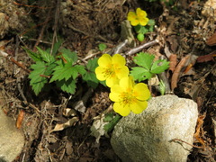 Potentilla rosulifera