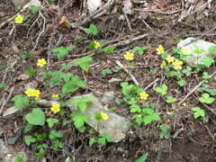 Potentilla rosulifera