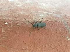 Ropalopus macropus
