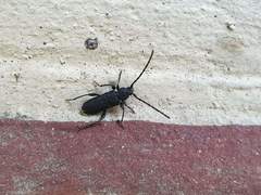 Ropalopus macropus