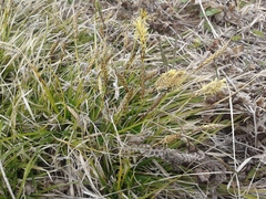 Carex pediformis macroura