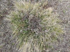 Carex pediformis macroura