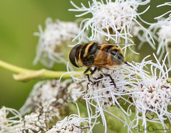 Phytomia
