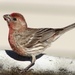 House Finch - Photo (c) L.J. Lamera, some rights reserved (CC BY), uploaded by L.J. Lamera