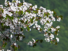 Prunus jamasakura