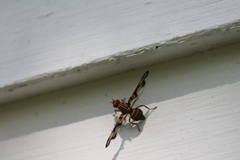 Idana marginata