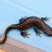 Balkan-Anatolian Crested Newt - Photo (c) Katya, some rights reserved (CC BY), uploaded by Katya