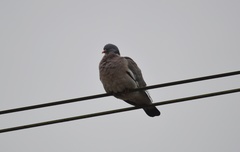 Columba palumbus