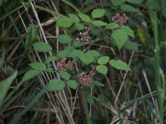 Rubus mesogaeus