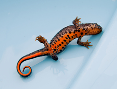 Triturus ivanbureschi