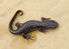 Triturus ivanbureschi
